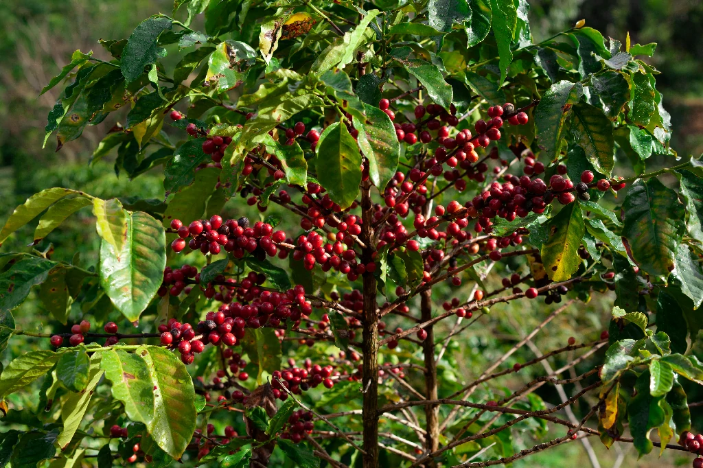 Cà phê Arabica nguyên chất hạt mộc