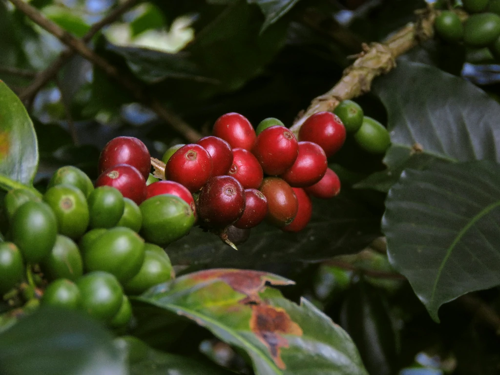 Phân biệt hạt cafe rãnh lượn sóng Arabica