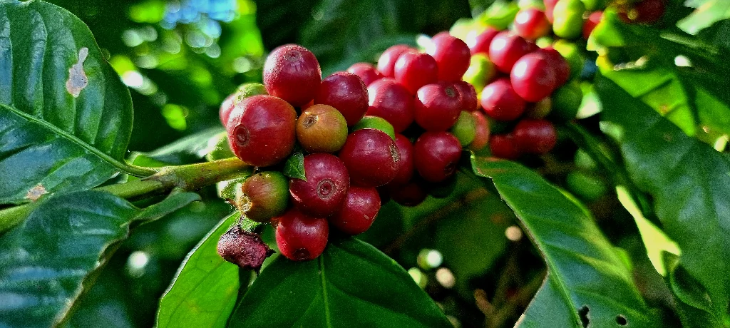 Dấu hiệu nhận biết nước pha không độn bắp đậu