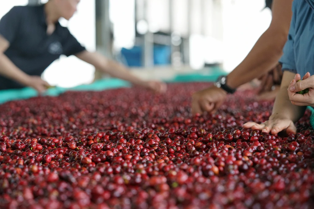 Phân biệt hạt cà phê Robusta và Arabica
