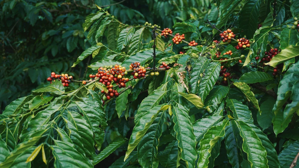 Kỹ thuật chăm sóc và tỉa cành cây cà phê
