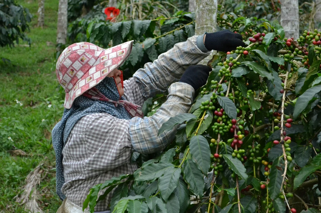 Phân tích mô hình kinh doanh cà phê mang đi và tại chỗ