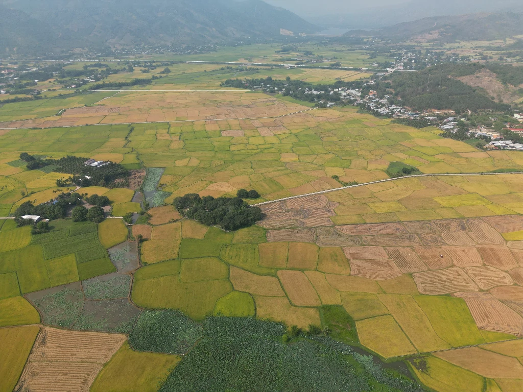 Vì sao cafe có vị chua